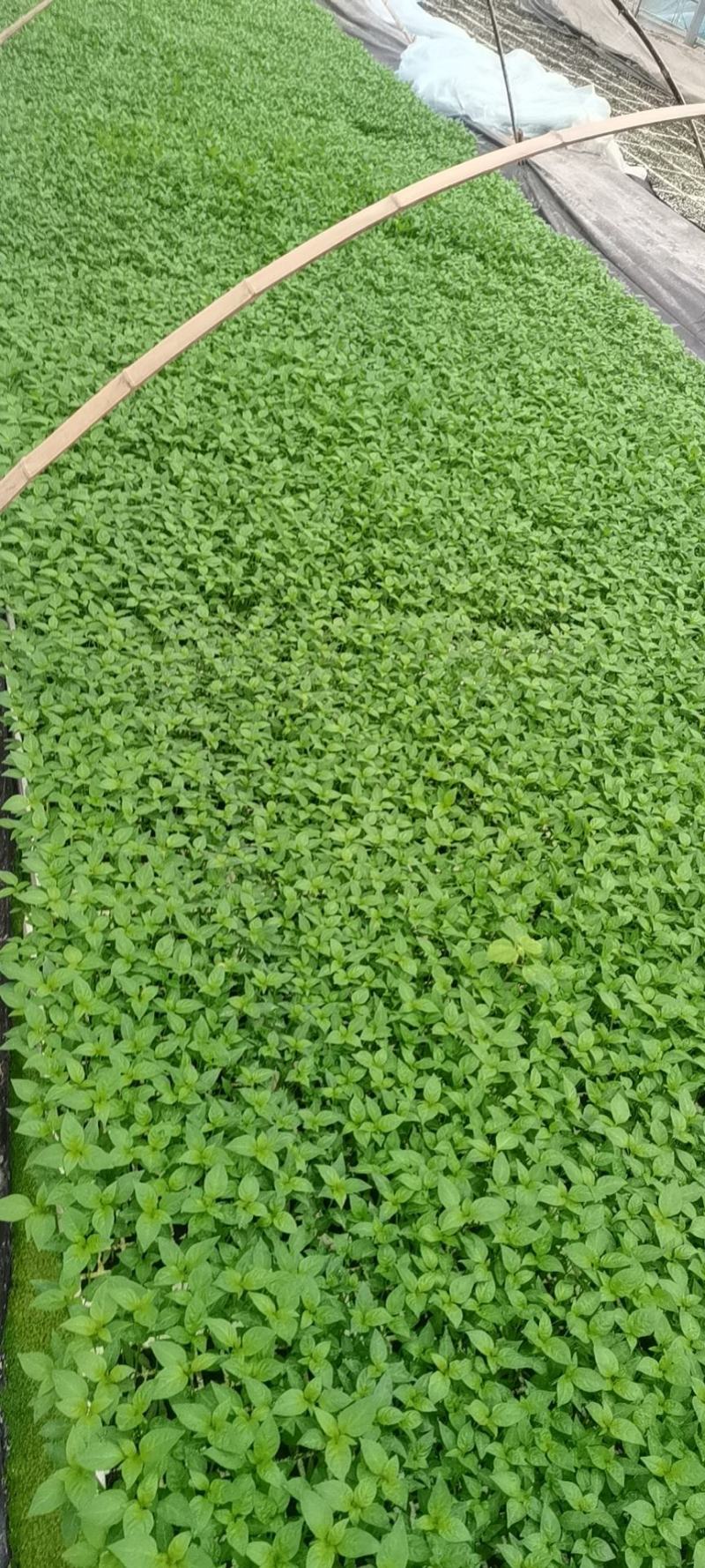蔬菜苗