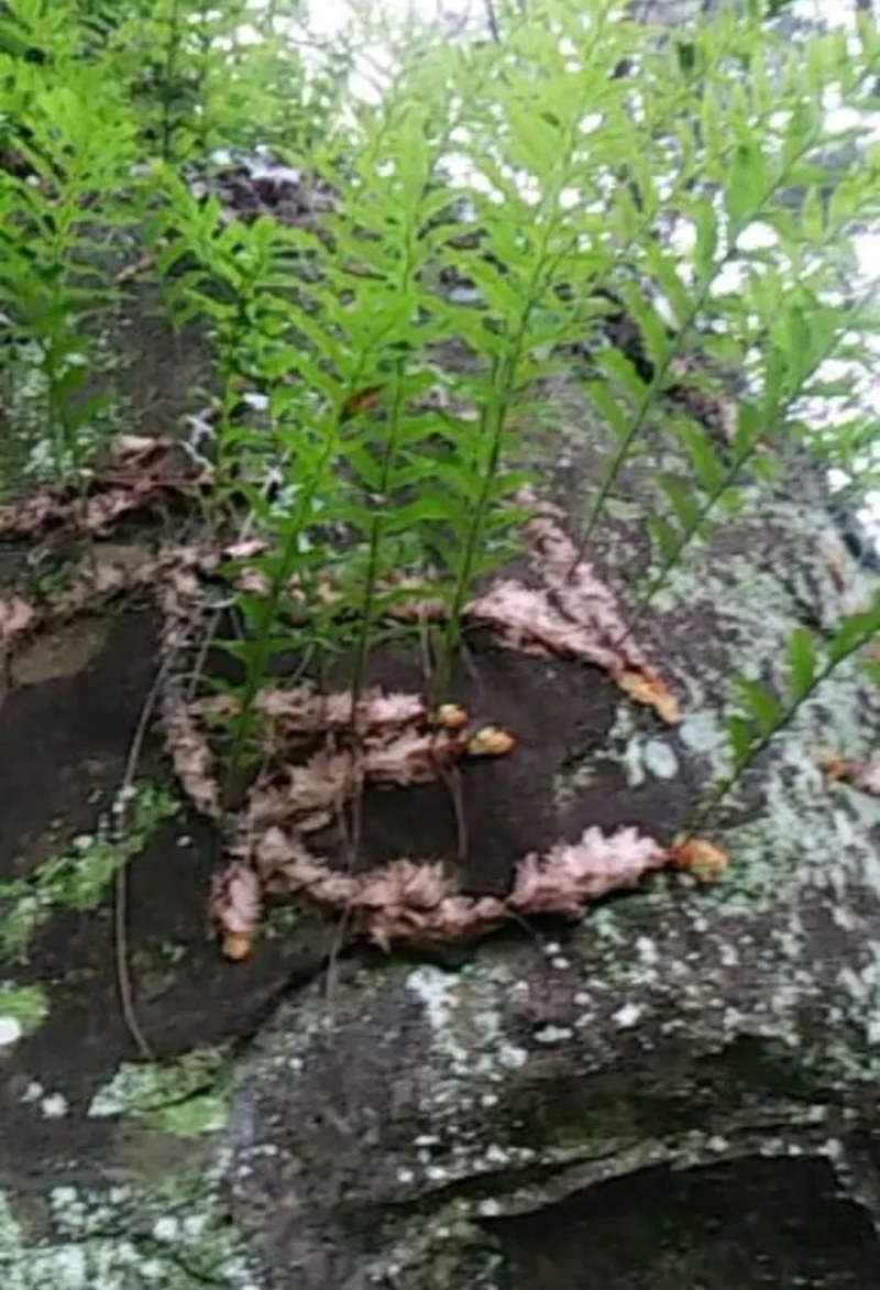 巴岩姜