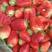 精品草莓：意大利17上市了，莓农直供，欢迎大家前来采购