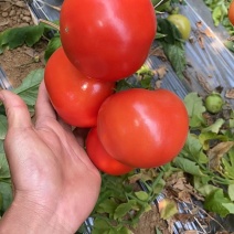 攀枝花米易硬粉，来来来好货不断，诚信交友