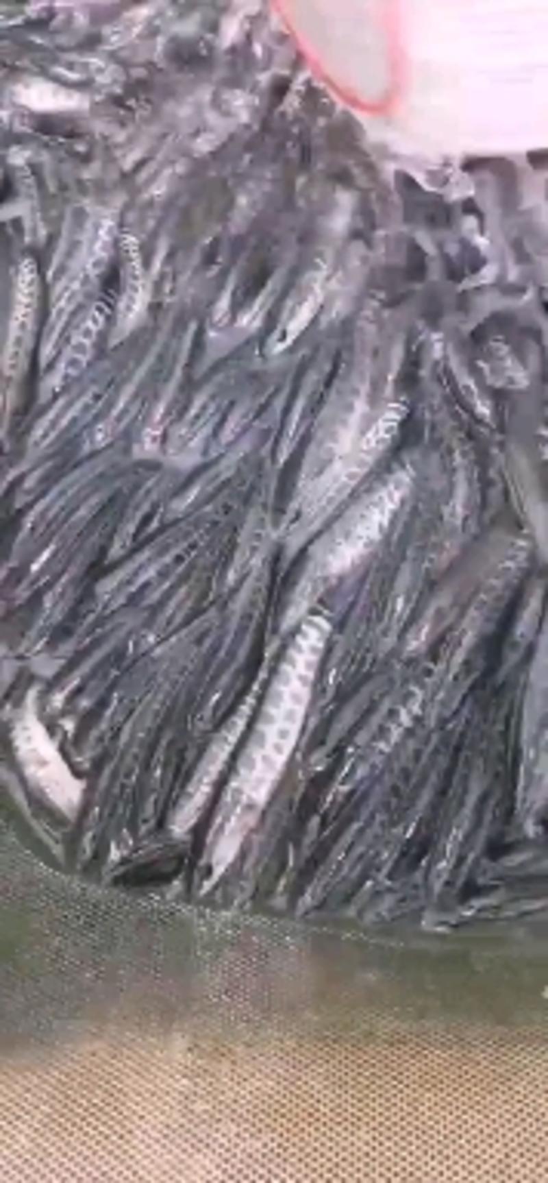 养殖户直销杂交黑鱼苗生鱼财鱼蛇头鱼品质保证