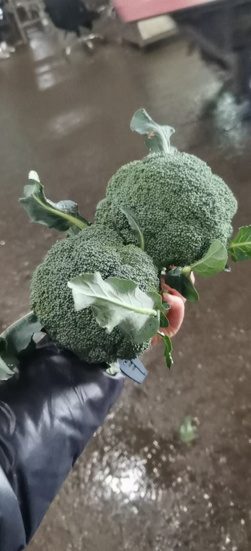 西兰花，可装冷藏，打包装车一条龙，可视屏看货，可线上交易