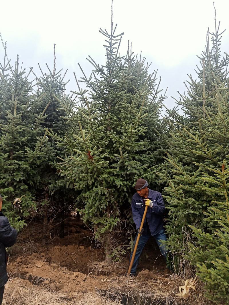三米云杉，四米云杉，五米云杉，甘肃云杉，定西云杉腾地处理