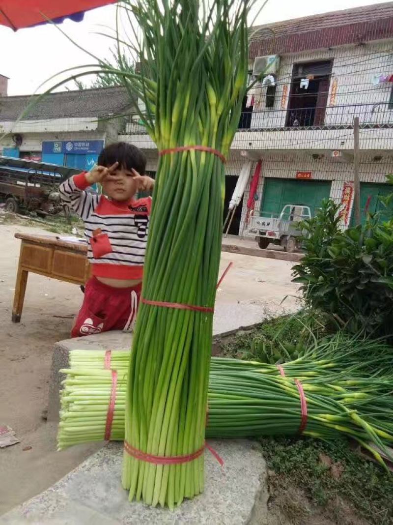 〈精品）白帽蒜苔大量上市，全国代发，货源充足，可视频看货