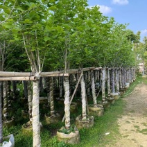 紫玉兰(玉堂春)8-10公分产地直发，一手货源，耐运输