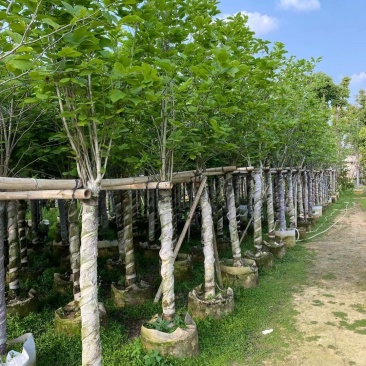 紫玉兰(玉堂春)8-10公分产地直发,一手货源,耐运输