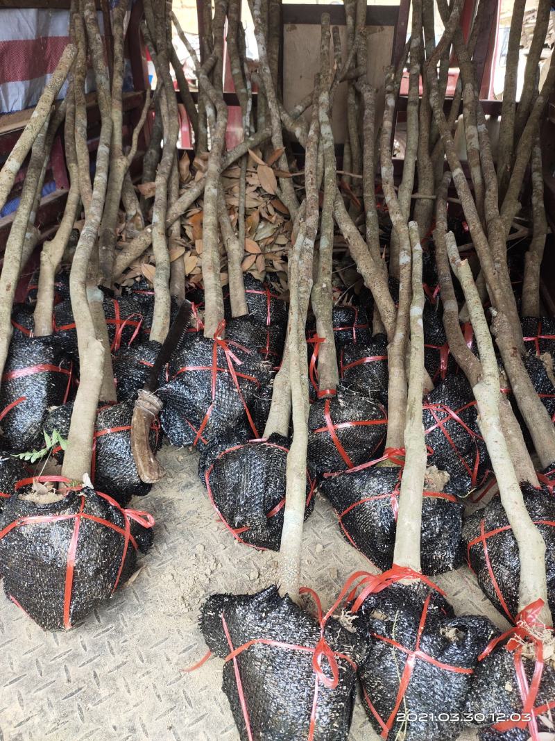 怀支实生苗三公分起！适合当各种认钻木的荔枝品种的钻木！欢