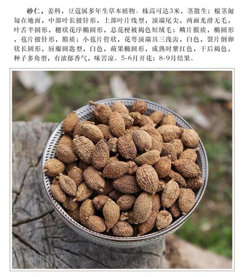 中药材香砂砂仁货品正宗煲汤食材散装干货