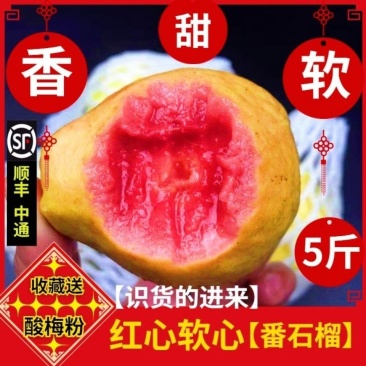 一件土芭乐红心香甜软心芭乐新鲜水果当季果红白心黄金番石榴