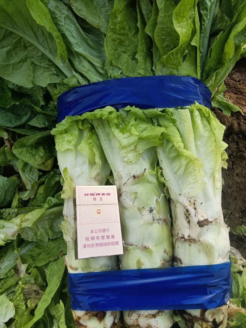 莴笋莴苣上市青笋白笋红笋保质保量无空心专业打捆视频看货