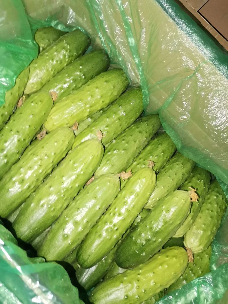 滦县志彬蔬菜合作旱黄瓜大量上市了，欢迎新老客户前来合作