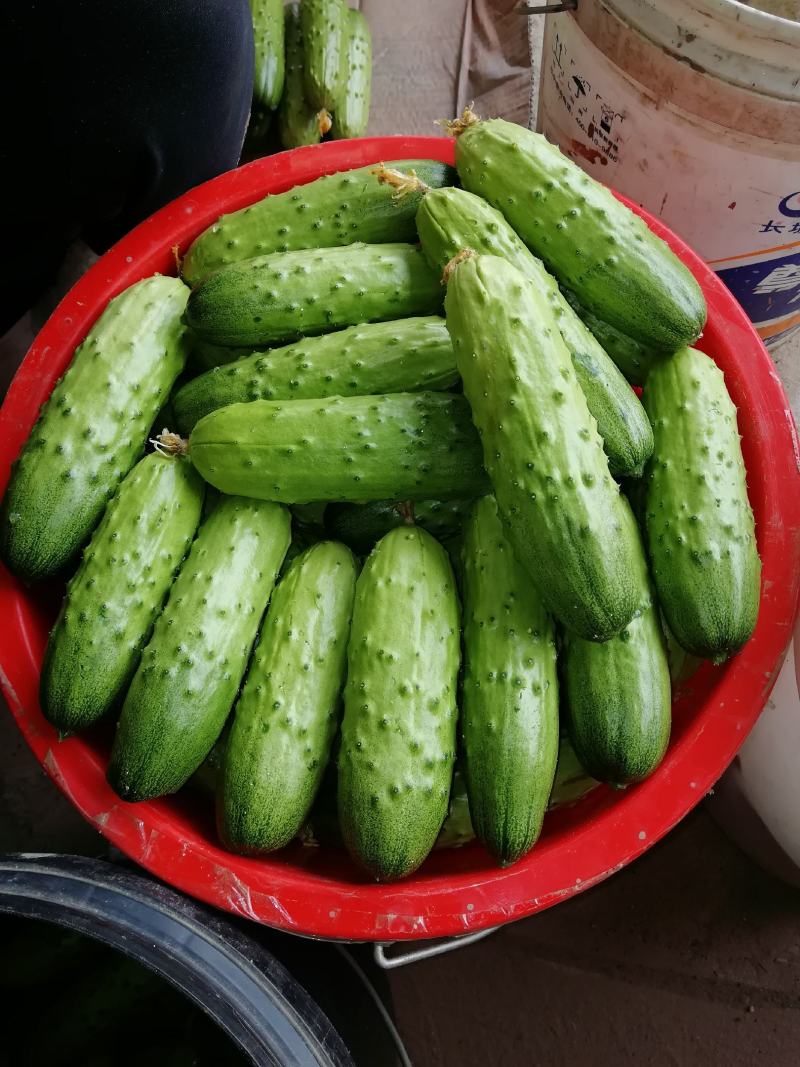 滦县志彬蔬菜合作旱黄瓜大量上市了，欢迎新老客户前来合作