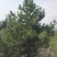 山西3米油松3米5油松4米油松5米油松产地