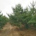 山西3米油松3米5油松4米油松5米油松产地