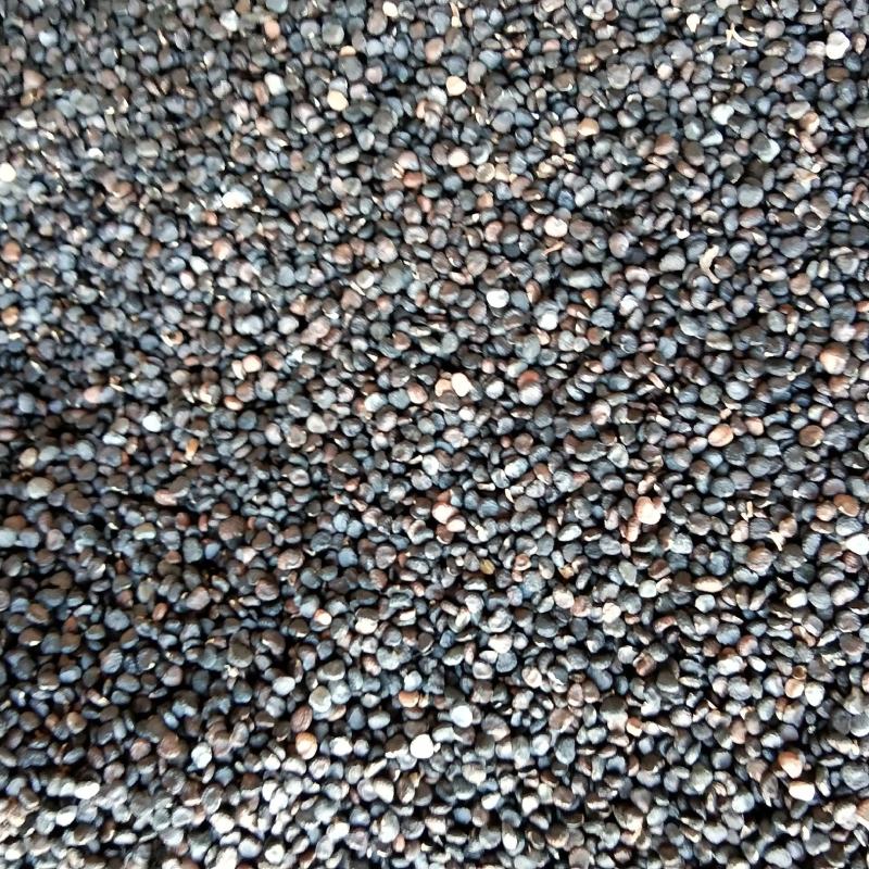 新产曼陀罗花种子曼陀罗籽花卉绿化可种植可在线交易