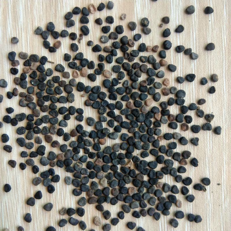 新产曼陀罗花种子曼陀罗籽花卉绿化可种植可在线交易