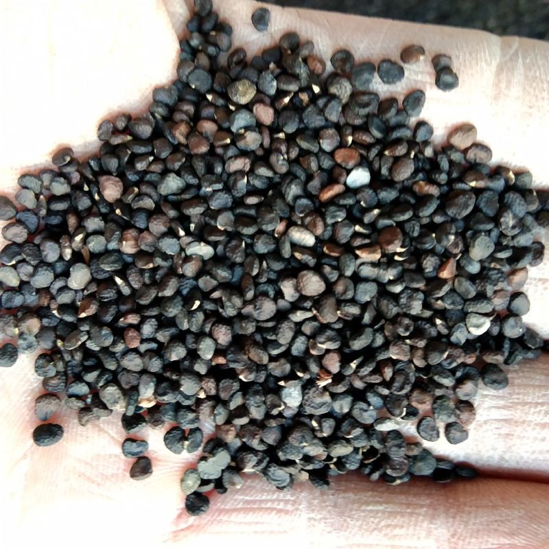 新产曼陀罗花种子曼陀罗籽花卉绿化可种植可在线交易