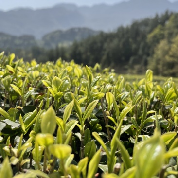 绿茶
