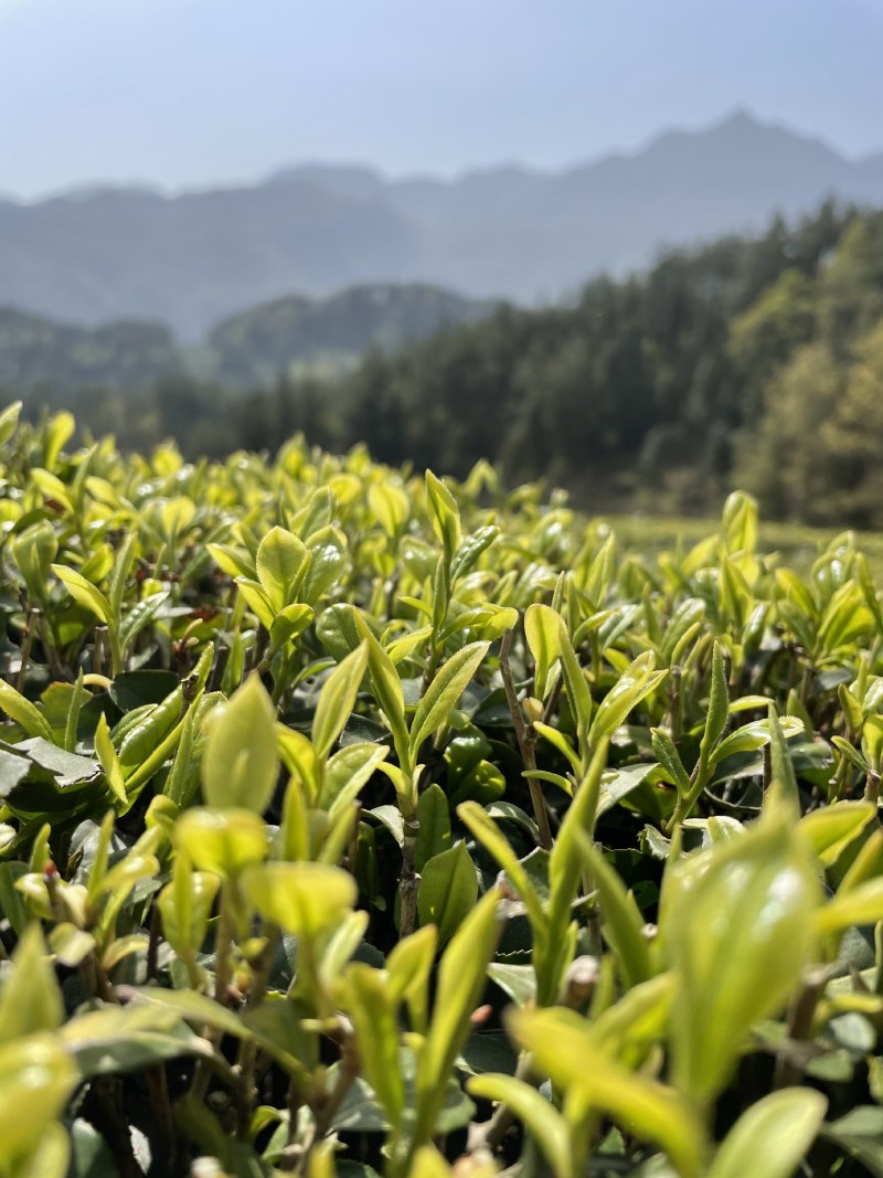 绿茶