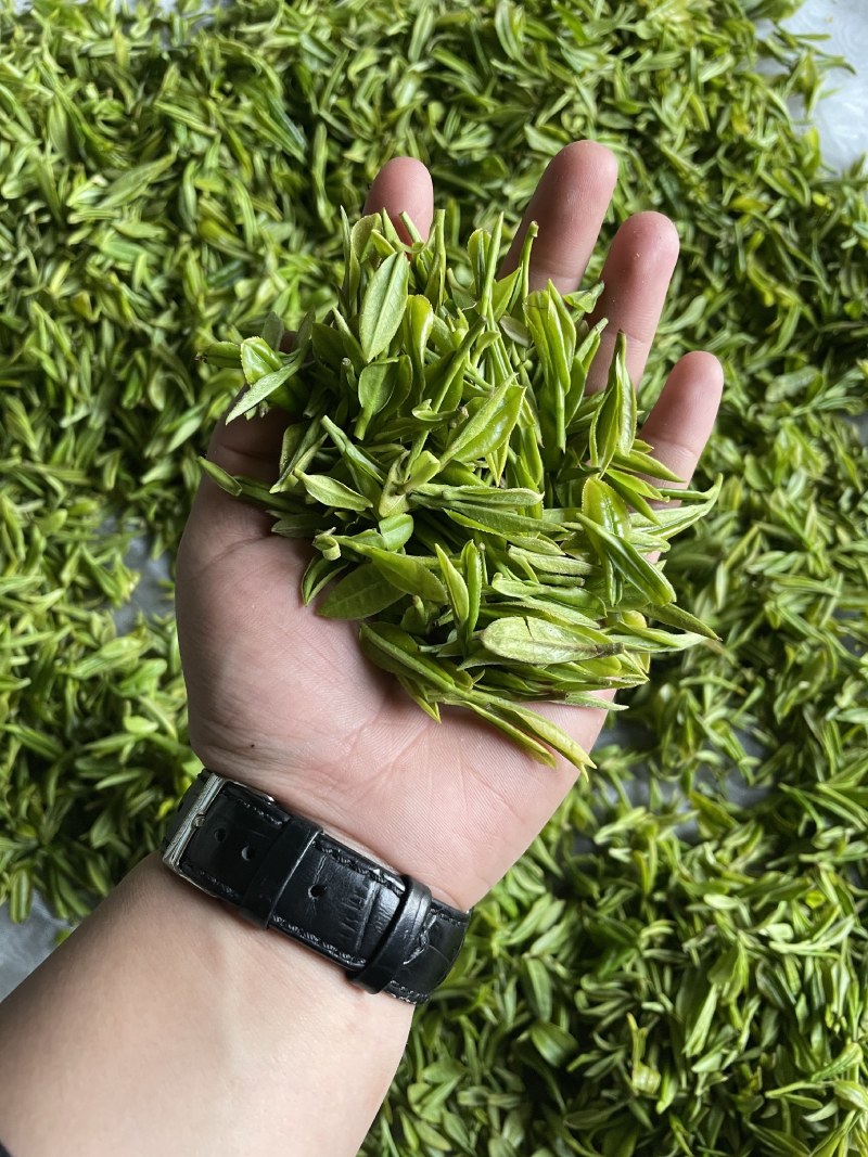 绿茶