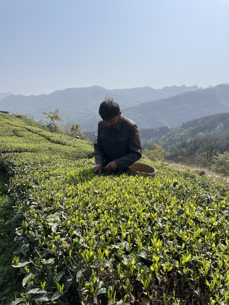 绿茶