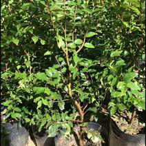 四季艾斯卡嘉宝果树苗头径2公分，高80cmcm