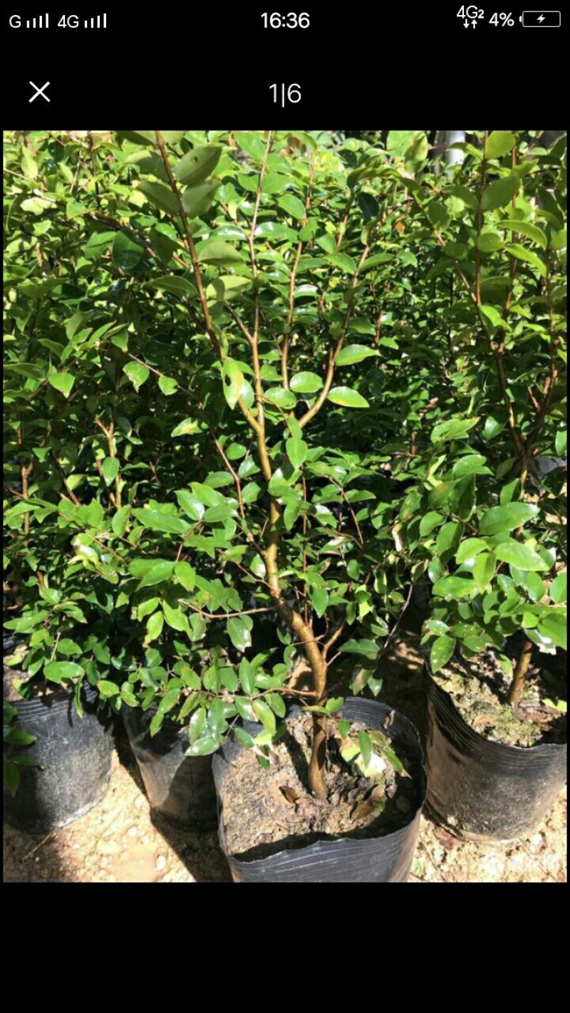 四季艾斯卡嘉宝果树苗头径2公分，高80cmcm