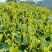 陕南绿茶汉中仙毫高山原生态富含硒、锌、氨基酸绿茶