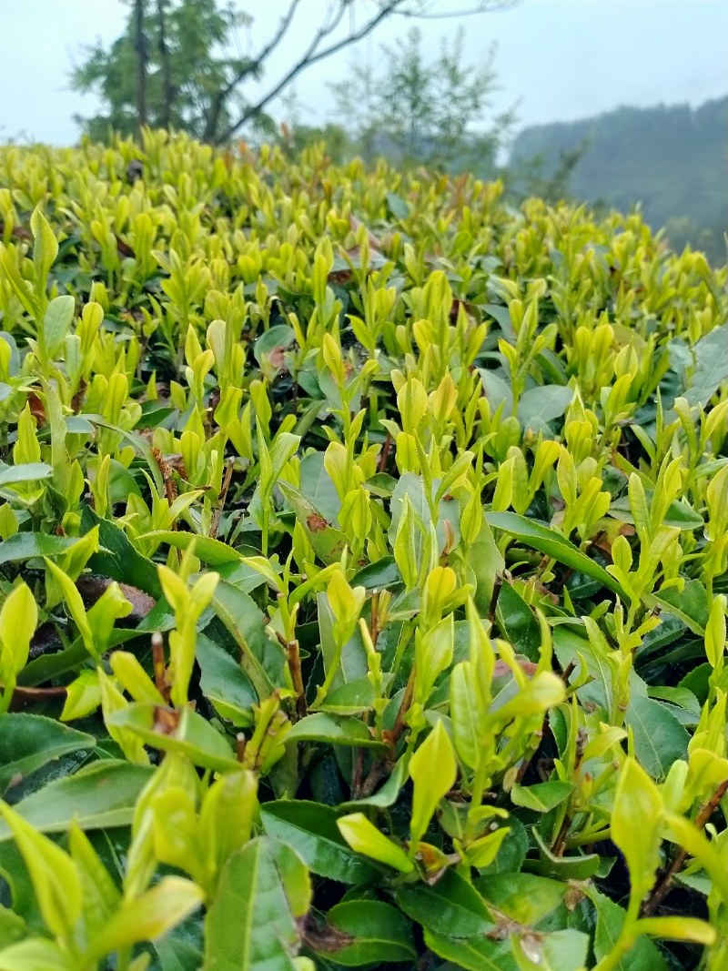 陕南绿茶汉中仙毫高山原生态富含硒、锌、氨基酸绿茶