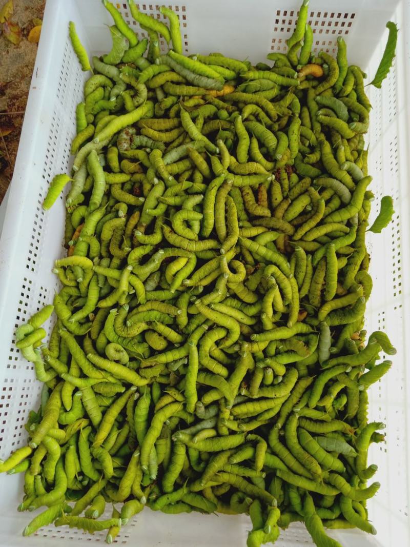 豆虫