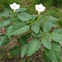 新产曼陀罗花种子曼陀罗籽花卉绿化可种植可在线交易
