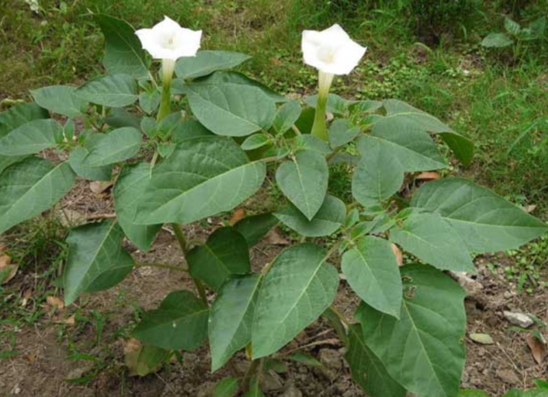 新产曼陀罗花种子曼陀罗籽花卉绿化可种植可在线交易