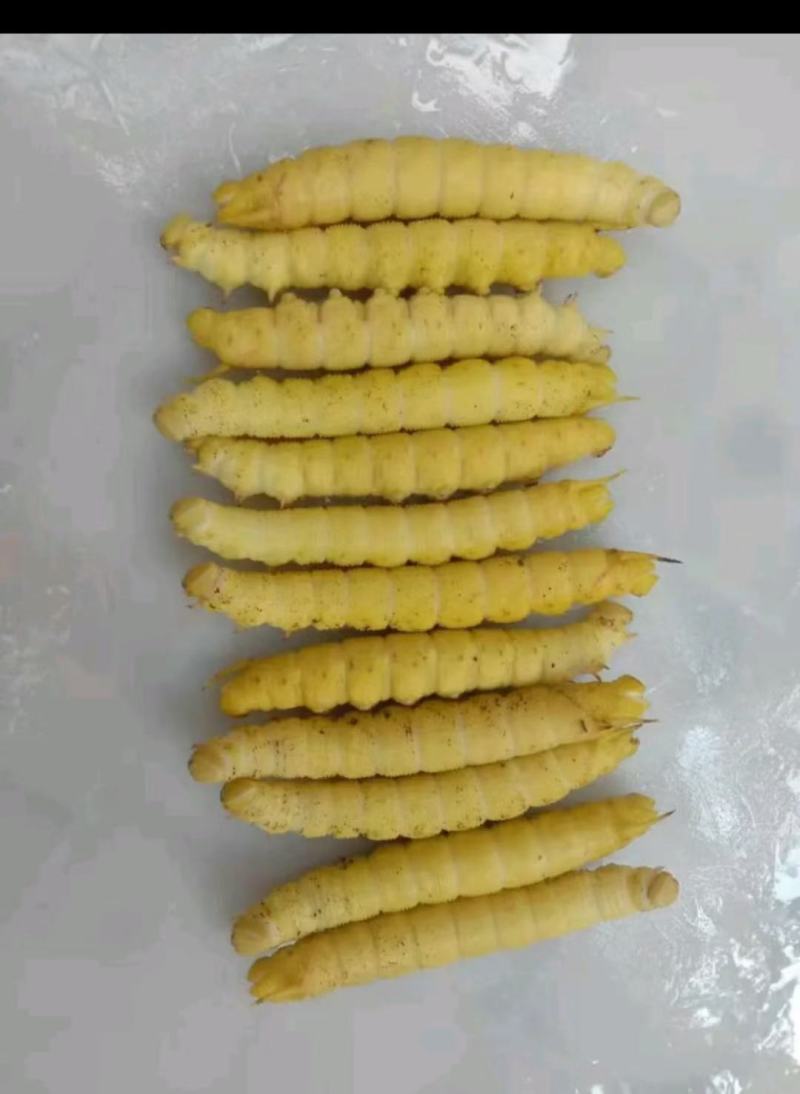 豆虫，豆丹，大豆虫