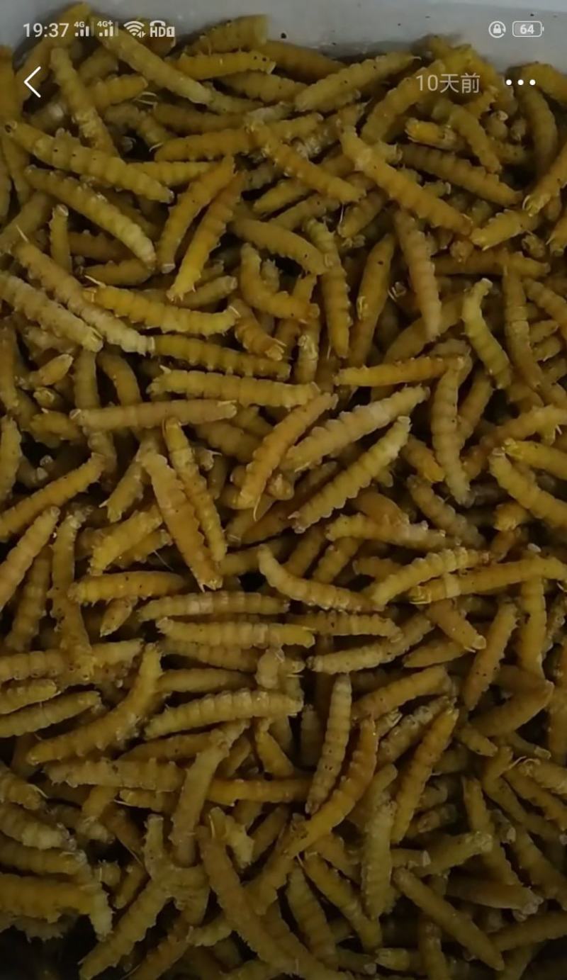 豆丹