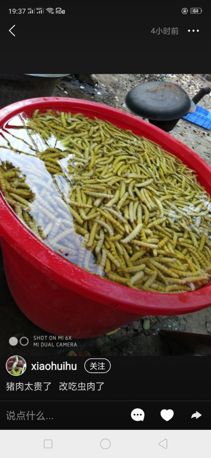豆丹