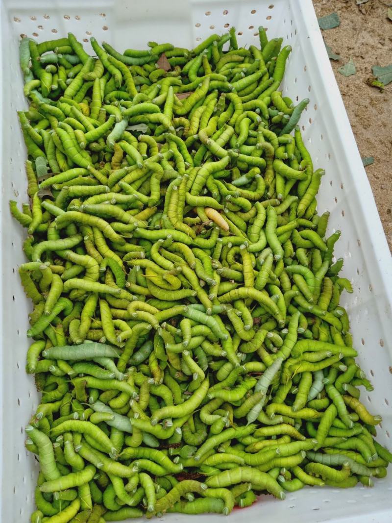 豆丹