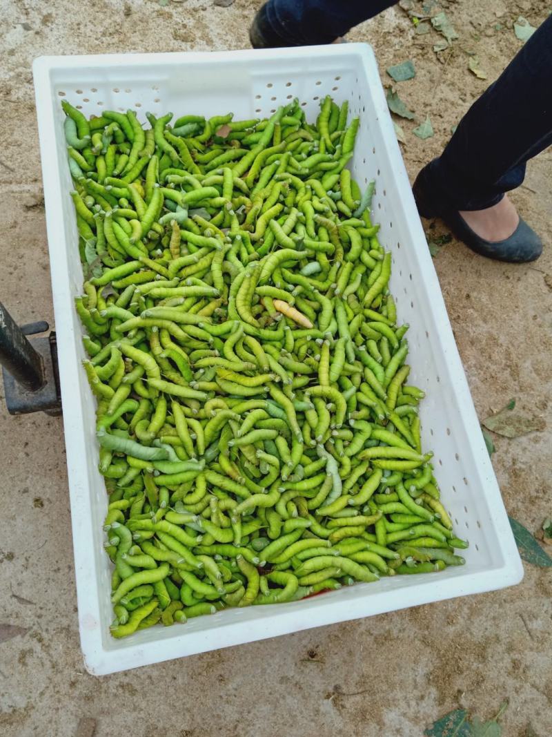 豆丹