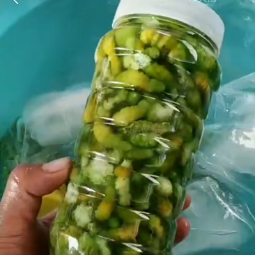 豆丹