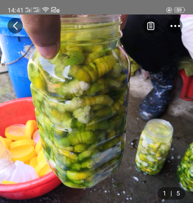 豆丹