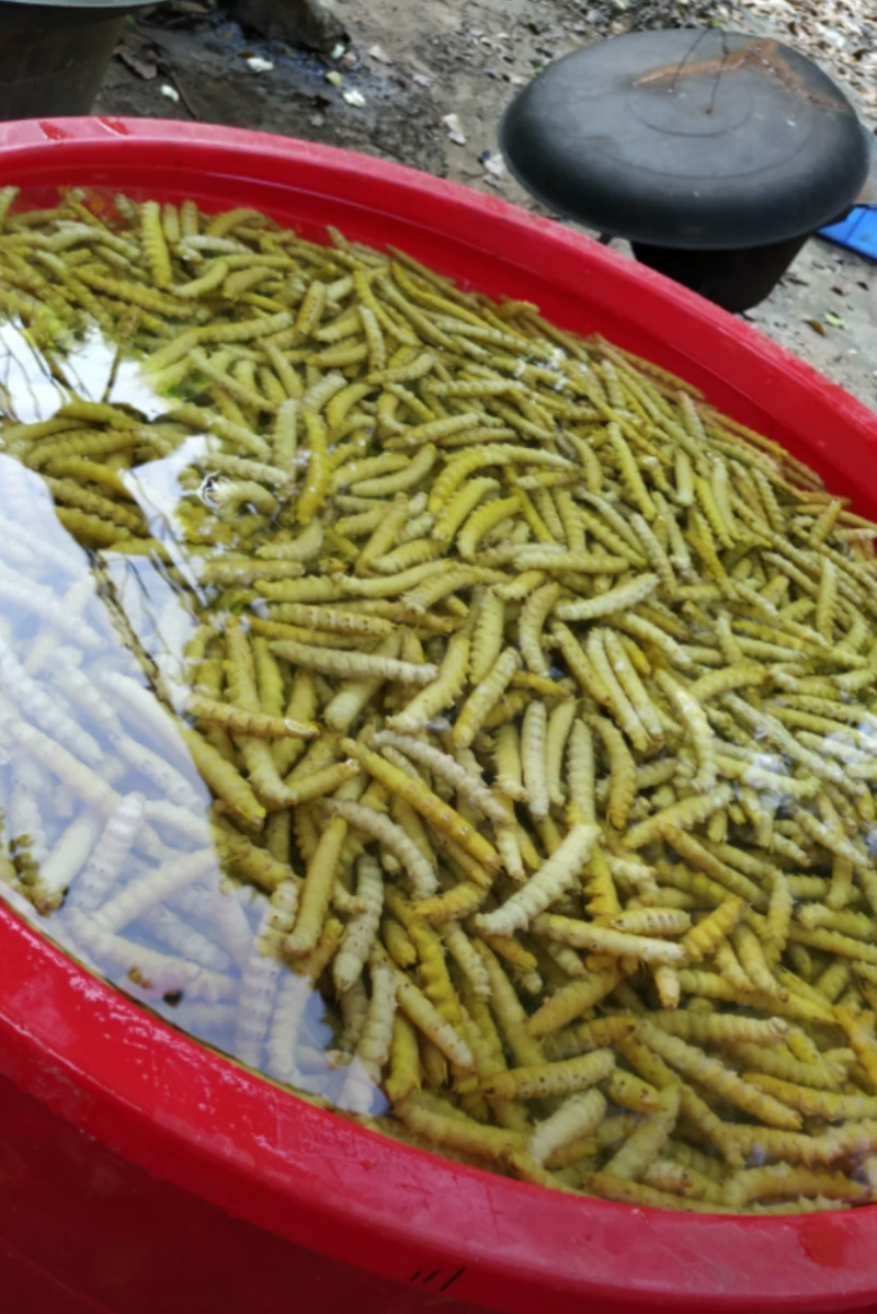 豆丹