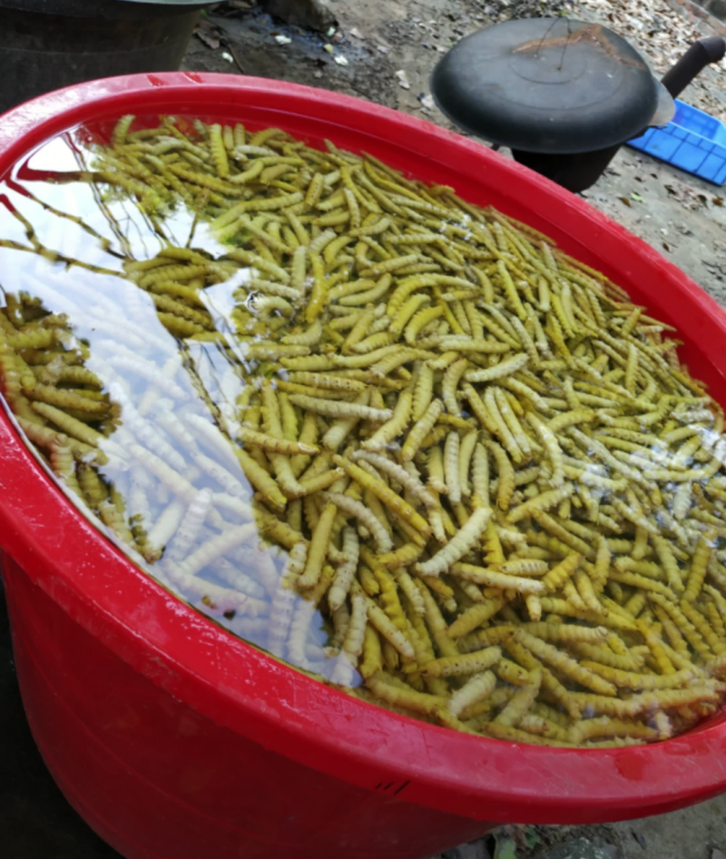 豆丹