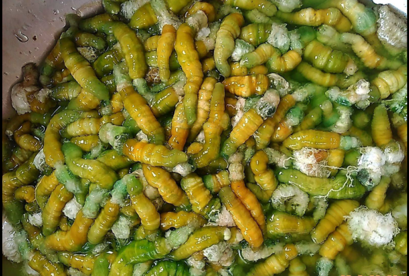 豆丹