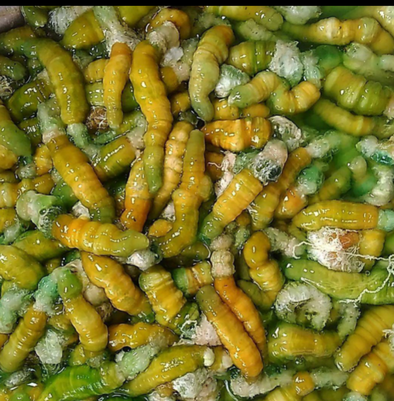 豆丹