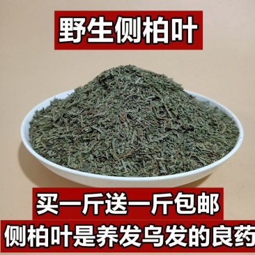 侧柏叶中药材野生侧柏叶量大从优欢迎选购