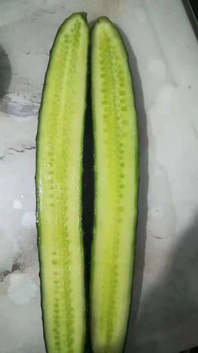 精品密刺黄瓜，现摘现发，条形直、口感好，欢迎来电选购