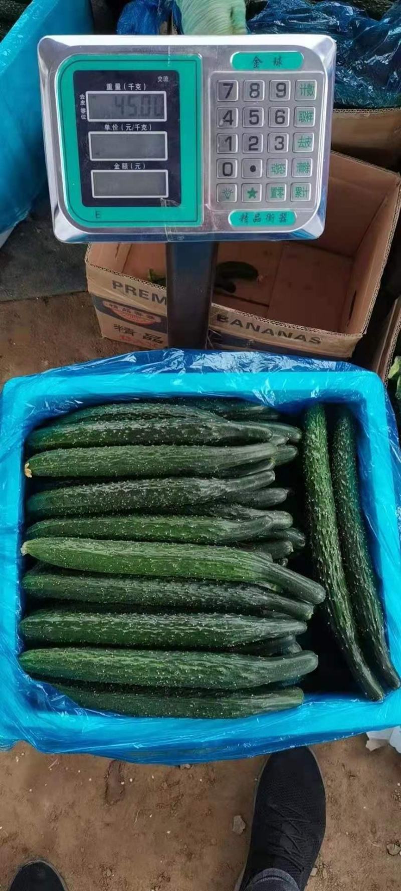 精品密刺黄瓜，现摘现发，条形直、口感好，欢迎来电选购