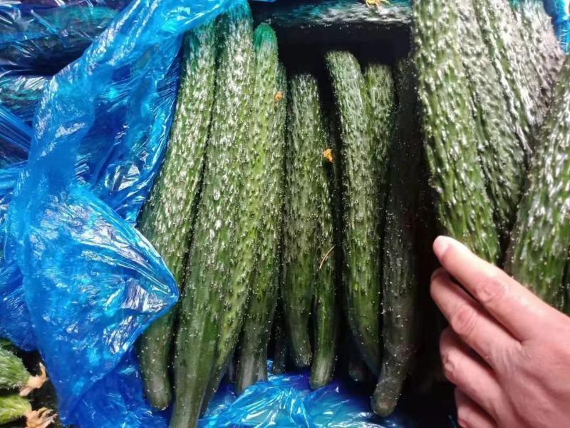 精品密刺黄瓜，现摘现发，条形直、口感好，欢迎来电选购