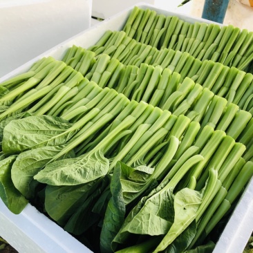 广东菜心