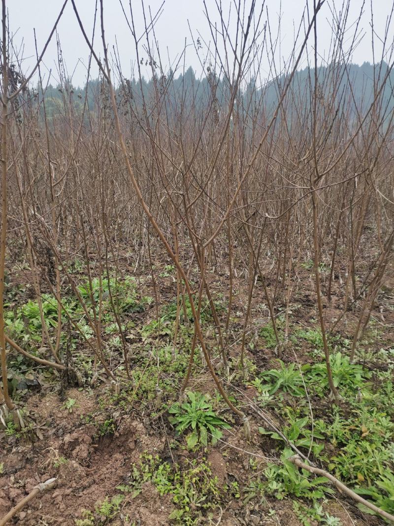 胭脂脆桃品种保证两证一签基地现挖。