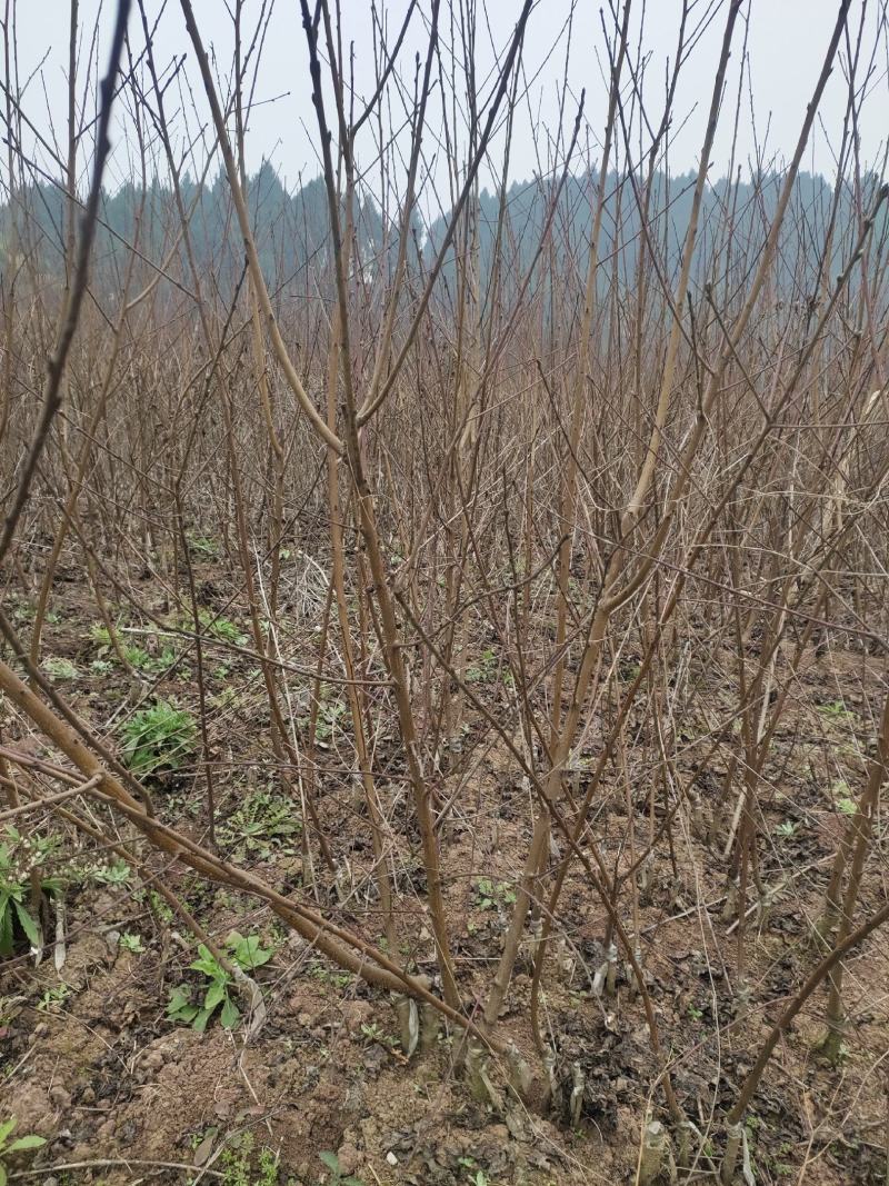 胭脂脆桃品种保证两证一签基地现挖。